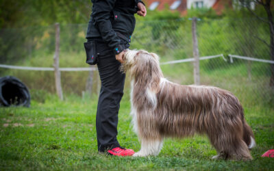 Shaping: Užitečný klíč k výcviku psů